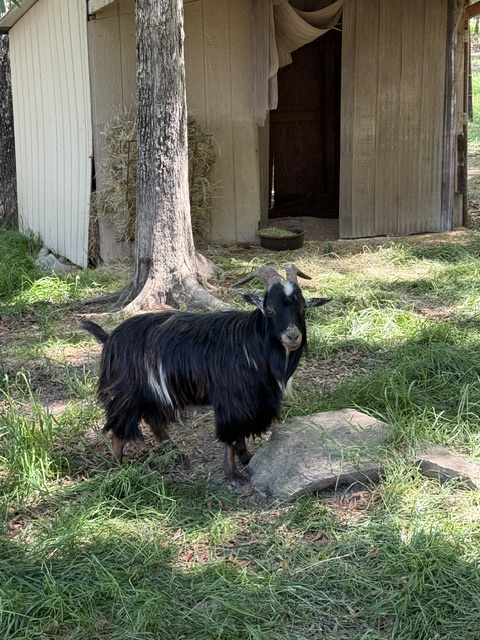 DDAF_org's tweet photo. This sweet boy was picked up by the sheriff’s office abandoned, skinny, injured, and in rough shape. That’s where BSAS steps in. We offer emergency boarding so stray farm animals can receive immediate veterinary care, proper nutrition, and a safe place. https://t.co/Vq2eONhiBN