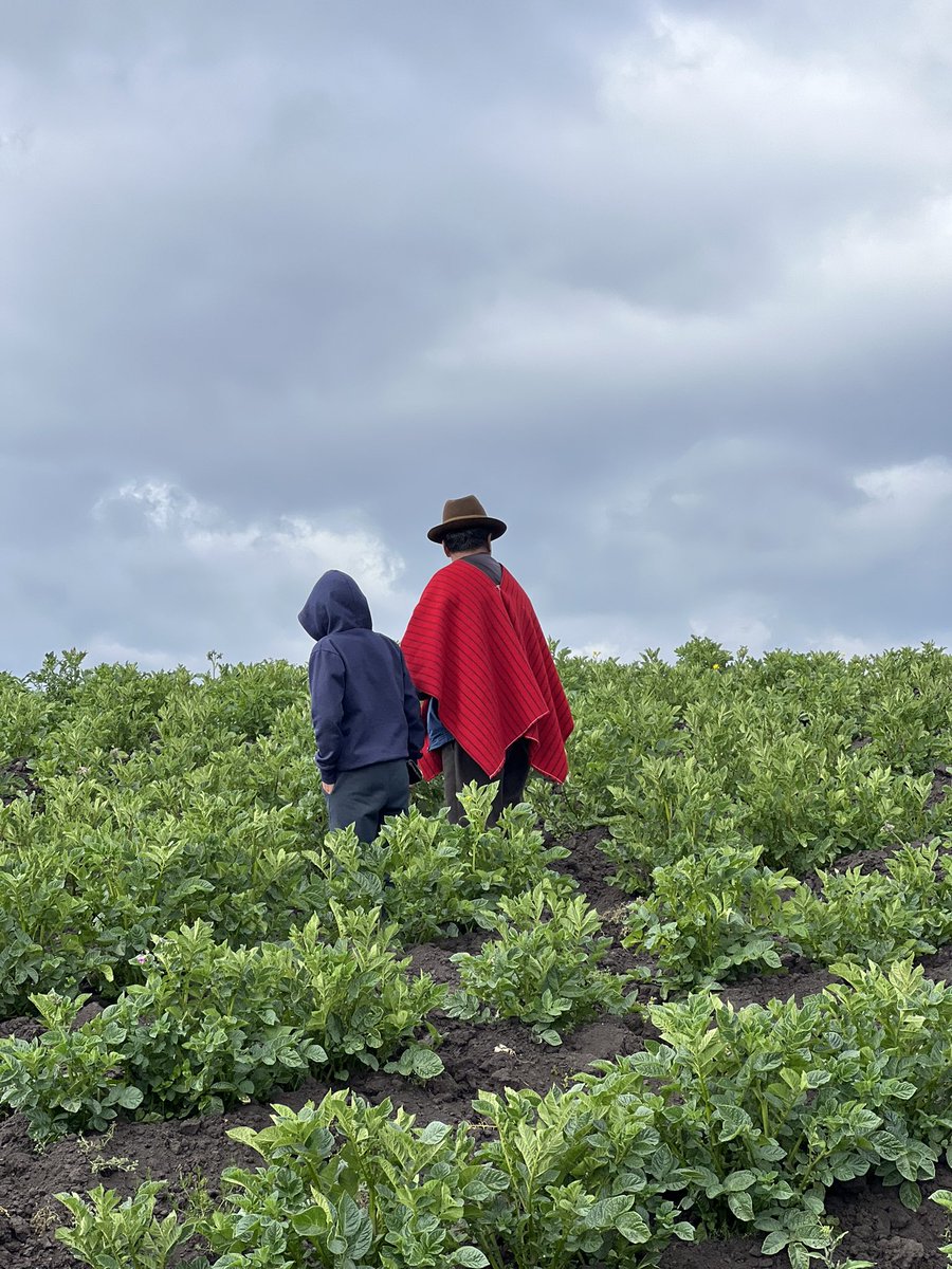 IniciativAndina's tweet photo. 🌱🥔 Las papas nativas conservan siglos de conocimiento ancestral, diversidad genética y resiliencia agrícola en los Andes.

Las familias agricultoras guardianas protegen un patrimonio clave para la seguridad alimentaria y la sostenibilidad del futuro. 🌎✨

#PapasNativas https://t.co/07Czx2LcBa