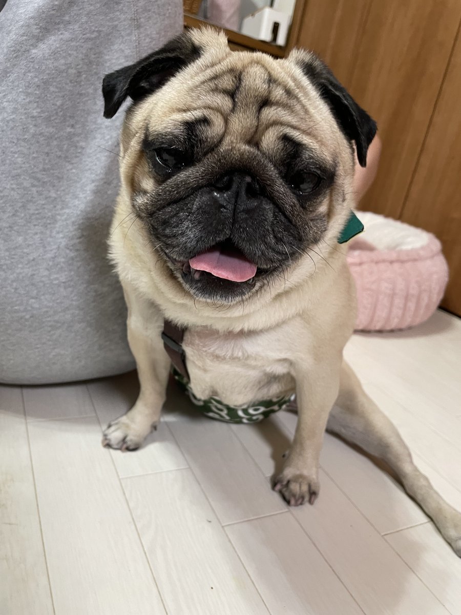 こはるとぷーすけ🐽 tweet media