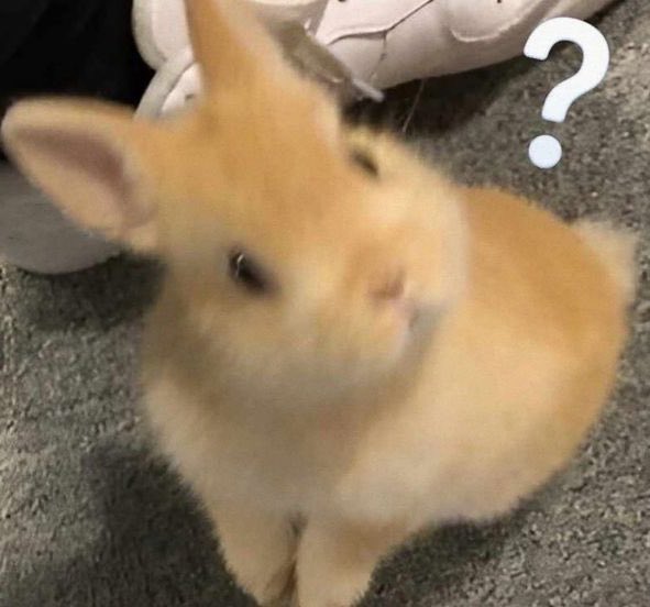 ทมร.🐰ིྀ codename: HKVH tweet media