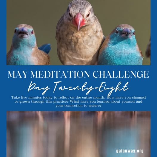 GaianWay's tweet photo. You made it.
A month of showing up.
Of sitting still.
Of breathing with the Earth.
Take five quiet minutes today and reflect:

What’s one thing you’re carrying forward from this month of practice?

#GaianWay #MayMeditationChallenge https://t.co/esj8mtueFg