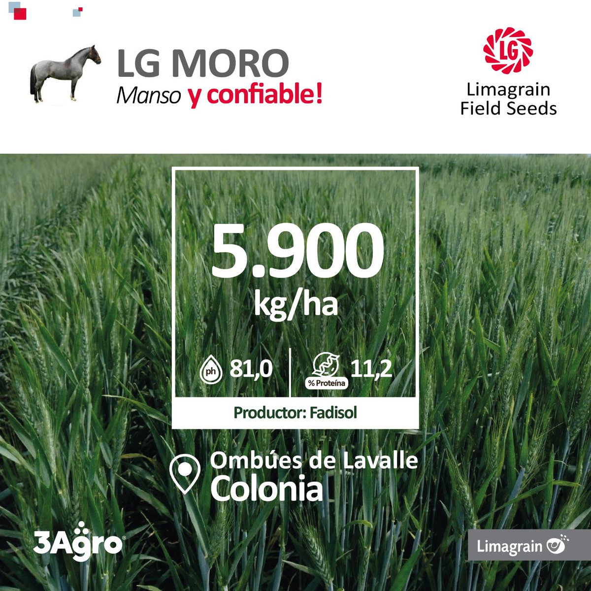 3agro's tweet photo. 🌾 Así rinden nuestros trigos LG MORO @lgsemillas 👇

#3agro https://t.co/3KqD91u37v