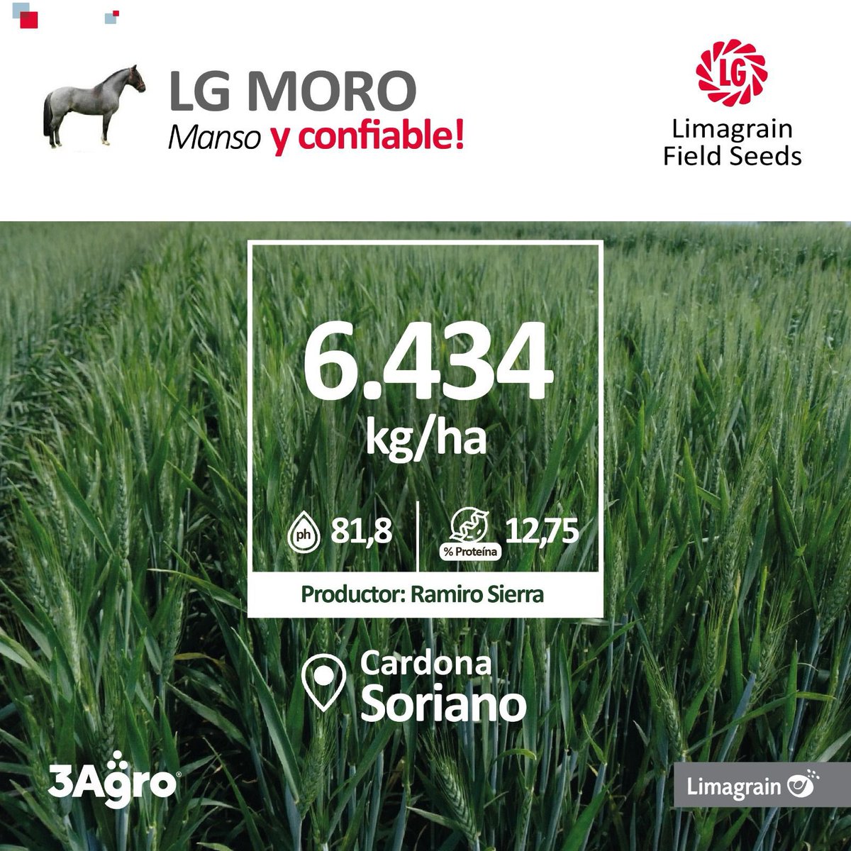 3agro's tweet photo. 🌾 Así rinden nuestros trigos LG MORO @lgsemillas 👇

#3agro https://t.co/3KqD91u37v