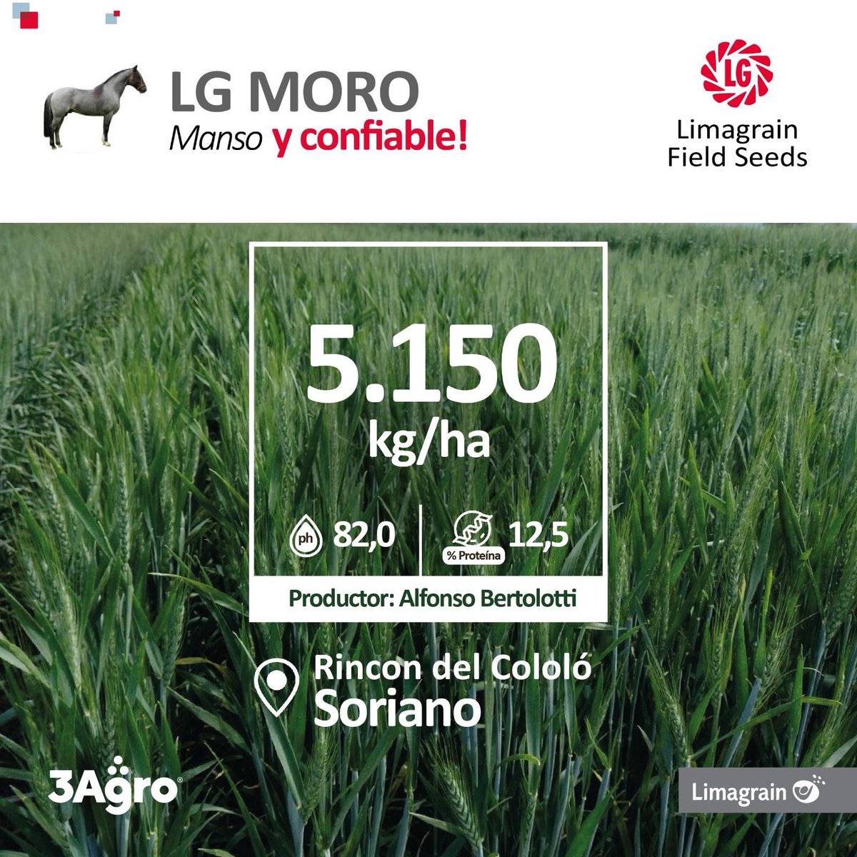 3agro's tweet photo. 🌾 Así rinden nuestros trigos LG MORO @lgsemillas 👇

#3agro https://t.co/3KqD91u37v