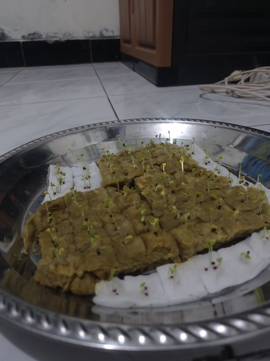 crunchiezee's tweet photo. sore nyiram sawi, ambil makan, tiba-tiba diajak ke Alkid, pas pulang benihku udah tumbuh segitu di 2 HST 😲 https://t.co/oQ4L1ZGp6O