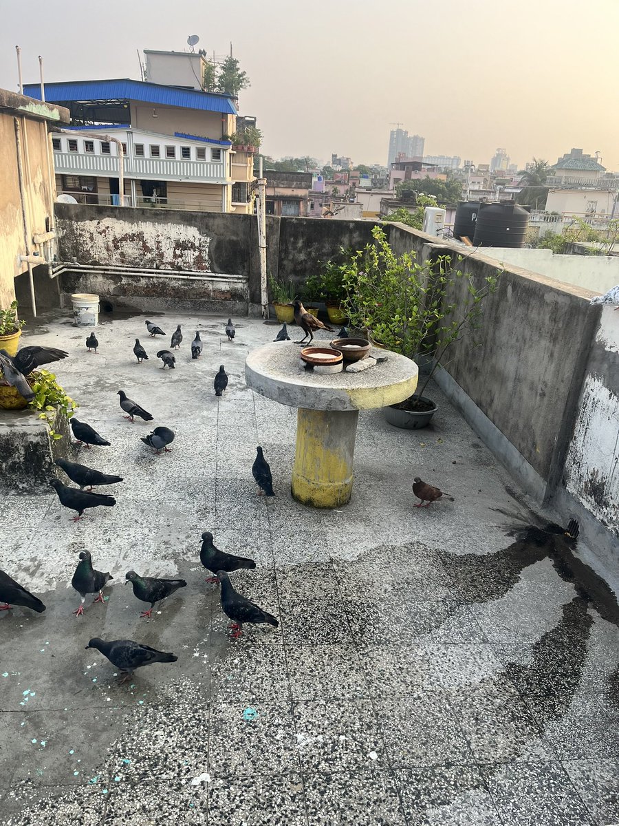 ideazfirst's tweet photo. @narendramodi Apart from humans we need to place water containers for birds &amp; animals. And watering  the community plants also. https://t.co/MdZWnh6DU1