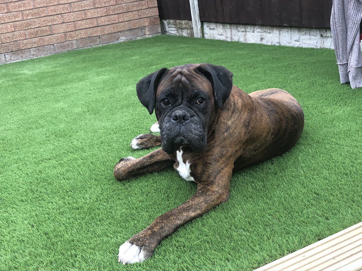 chezney100's tweet photo. @margunson86 Yea they do, but George didn’t help himself! He used to love a sunbathe &amp; hated the hose pipe lol https://t.co/L1rF5uaTxN
