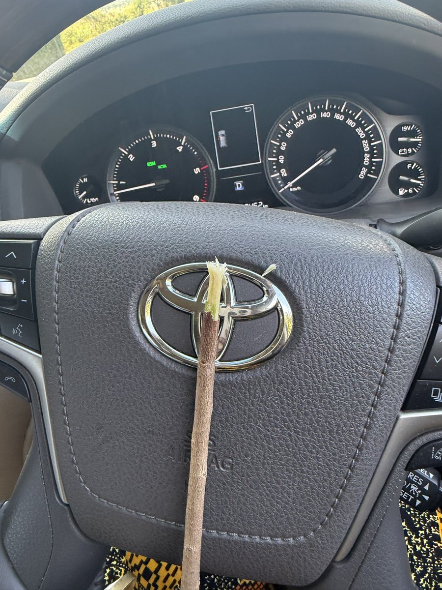 SomoinaKapeen's tweet photo. The original Afrikan Toothbrush.We call the tree Osokonoi..very bitter https://t.co/PuWgl2VKHF