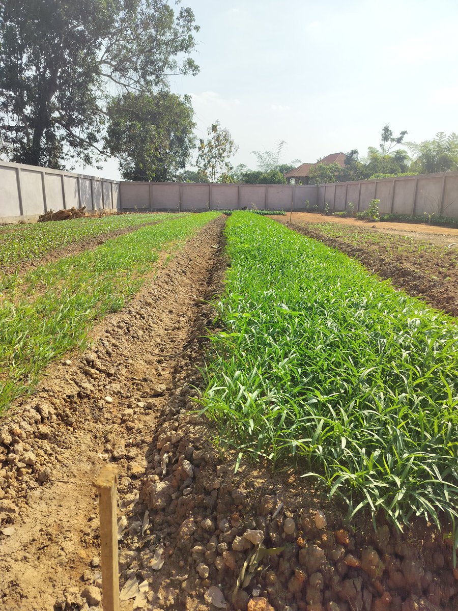 MackankMarkus's tweet photo. Secret Garden before all the trees and after the tractor. #justdoit #gardens #garden #loveit https://t.co/iKquRJKAJN