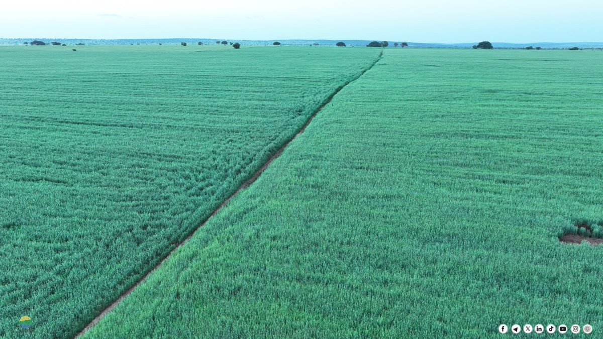 MoA_Ethiopia's tweet photo. 🌾A current view of a wheat field under cultivation within a cluster in Liban Woreda, East Borena Zone, Oromia Region.

#WheatFarming #Agriculture #Oromia #EastBorena #LibanWoreda #CropProduction #AgriDevelopment #FoodSecurity #EthiopiaAgriculture #RuralDevelopment https://t.co/2MsKZD99f8
