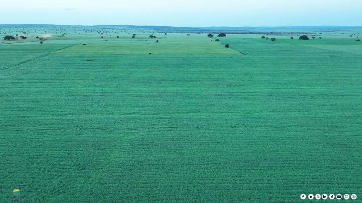 MoA_Ethiopia's tweet photo. 🌾A current view of a wheat field under cultivation within a cluster in Liban Woreda, East Borena Zone, Oromia Region.

#WheatFarming #Agriculture #Oromia #EastBorena #LibanWoreda #CropProduction #AgriDevelopment #FoodSecurity #EthiopiaAgriculture #RuralDevelopment https://t.co/2MsKZD99f8