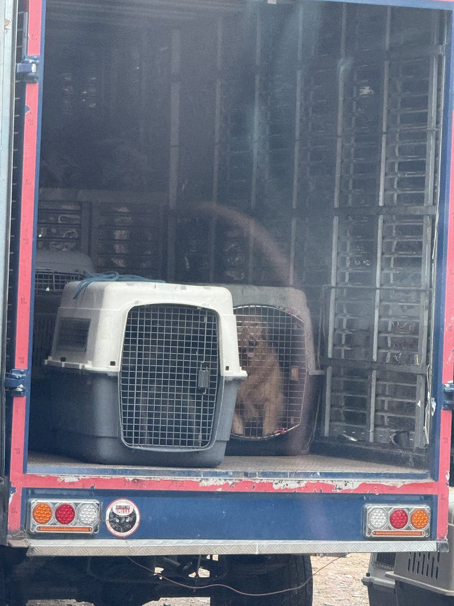 vapegi's tweet photo. Ayuda de la autoridades porfis @andreanimalidad @AnimalesBOG @PoliciaBogota https://t.co/9c3IqG4nrq