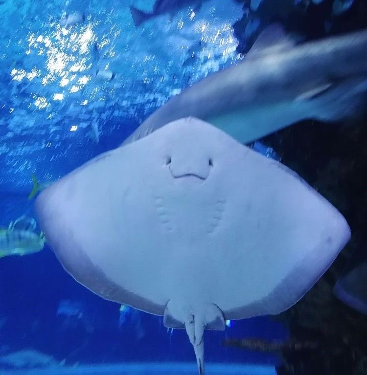 bakusundae's tweet photo. in the most cute and affectionate way possible he resembles the underside of a sting ray https://t.co/rDeOx4G2Ud