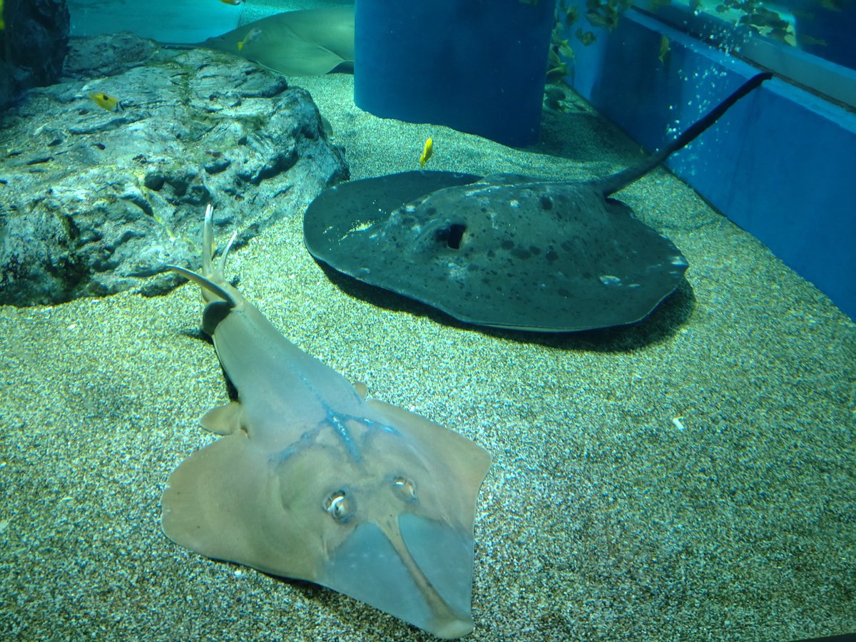 RAY tweet media