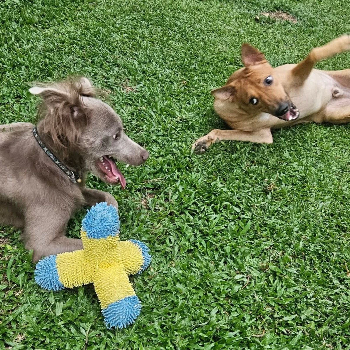 IAPWA's tweet photo. From heartbreaking beginnings to happy endings 🐶💛🐾

Can you believe the two dogs pictured here nearly didn’t make it past puppyhood?

Phoebe, the beautiful grey girl, was dumped at a market alongside her siblings. In a horrific act of cruelty, boiling water was poured over them, leaving their tiny bodies burned and their spirits shattered.

Around the same time, Brownie and his siblings were abandoned beside a busy road like worthless rubbish. While still just a baby, Brownie was then hit by a car and suffered broken legs.

By every measure, their start in life was devastating 💔

Life finally took a turn when both litters were rescued by our IAPWA Penang team, who never give up on cases like these. With time, treatment, and loving care, they slowly began to heal.

Today, all of the siblings are doing well – and Phoebe and Brownie have formed an extra special bond of their own. They now live together, play together, and finally get to experience the safe, loving life they always deserved with a caring family.

Thank you to everyone who supports our work and helps make happy endings like this possible. We simply couldn’t do it without you 💛