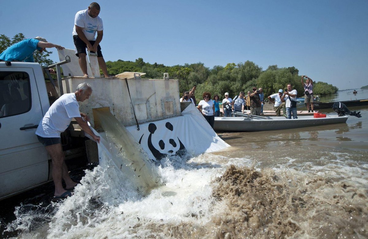 Sturnet_24's tweet photo. 🐟 WWF recently released 30,000 critically endangered Russian sturgeons into the Danube near Vidin under the LIFE-Boat4Sturgeons initiative.

The effort highlights the importance of regional cooperation and long-term conservation

🔗 https://t.co/jiqCeSjD1K https://t.co/CMimMhWCki