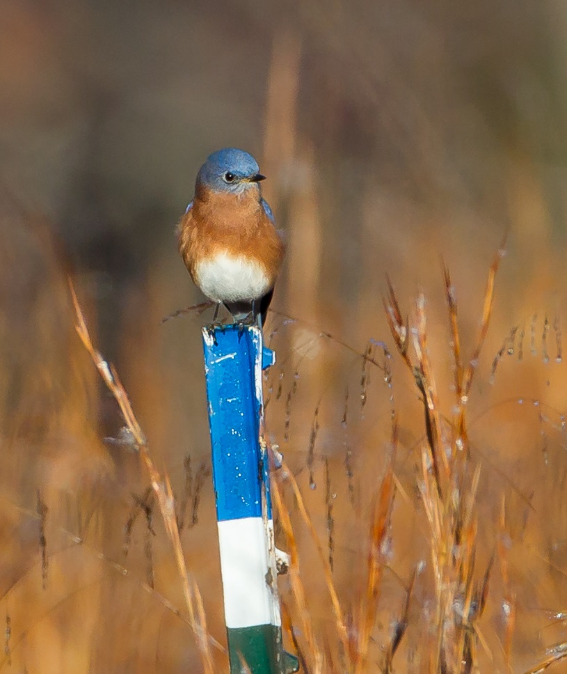giveashitnature's tweet photo. Frank Newell spent 38 years in the military. When he came home to his family farm in North Carolina, the bluebirds were gone.

When Frank was young, the fence posts around the pastures in Warrenton were wood, and Eastern bluebirds nested in them by the hundreds. When he came home decades later, the posts had been replaced with metal. The bluebirds had nowhere to nest and were disappearing.

Bluebirds can't excavate their own nest cavities. They depend on old woodpecker holes and natural rot in dead wood, both of which vanish when a landscape gets tidied up. So Frank started building them nest boxes by hand, 25 a week, with donated lumber and a Sears table saw that lasted him 33 years.

The word spread, volunteers joined, and businesses donated wood. The Eastern Bluebird Rescue Group, which Frank founded in 1996, has now built and distributed more than 500,000 bluebird houses, sold at or below cost. Warren County is now believed to hold the largest concentration of Eastern bluebirds in the United States.

Frank Newell has since passed away, but the group he started is still going, run by his daughter and son-in-law and a few dozen volunteers.