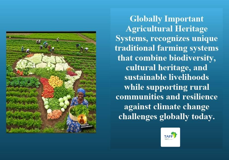 The African Farming Foundation ( TAFF ) tweet media