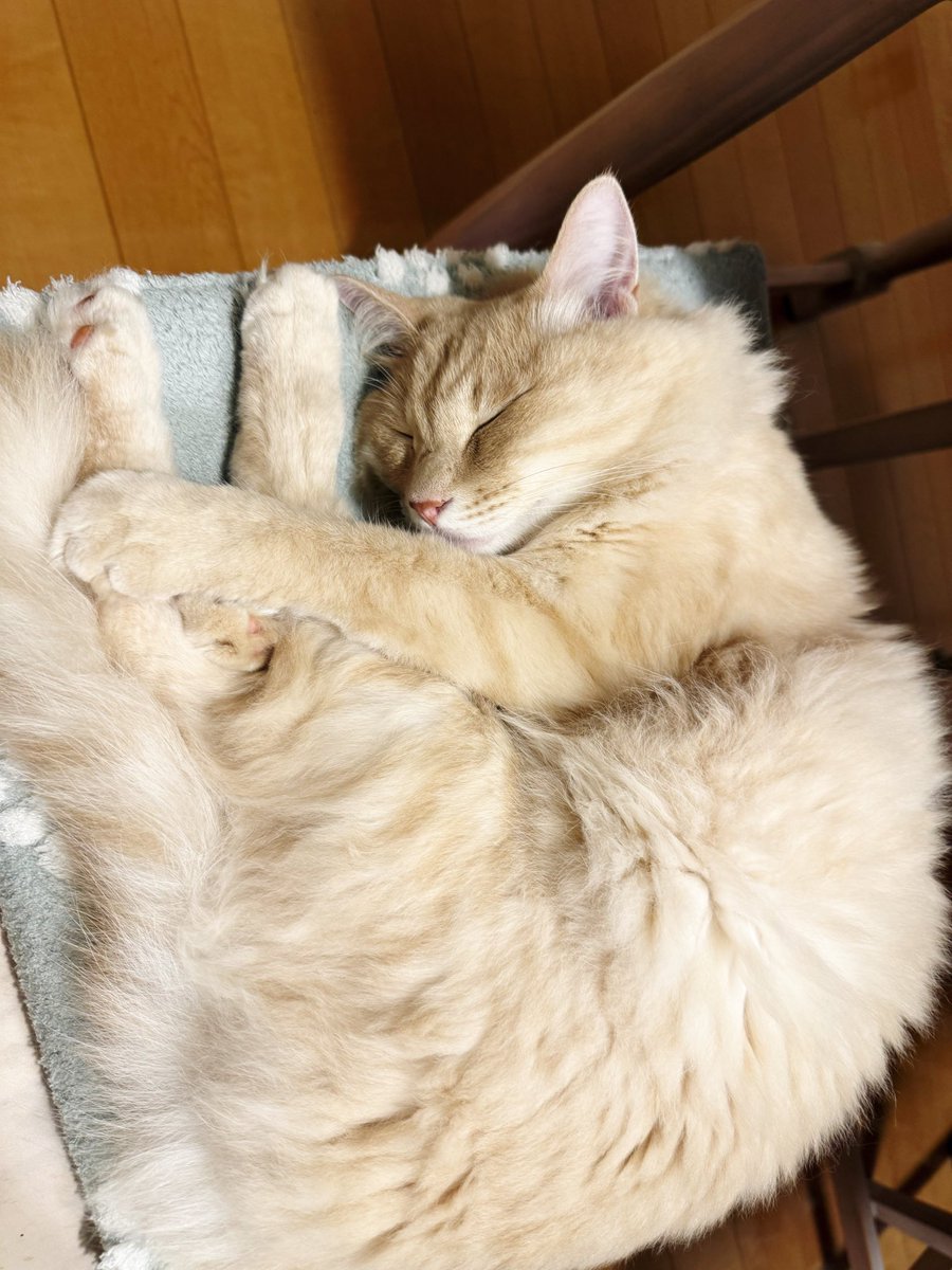 310Kamui's tweet photo. @gorinekotan どーーん🐱💤 https://t.co/o7qlGd1hhq
