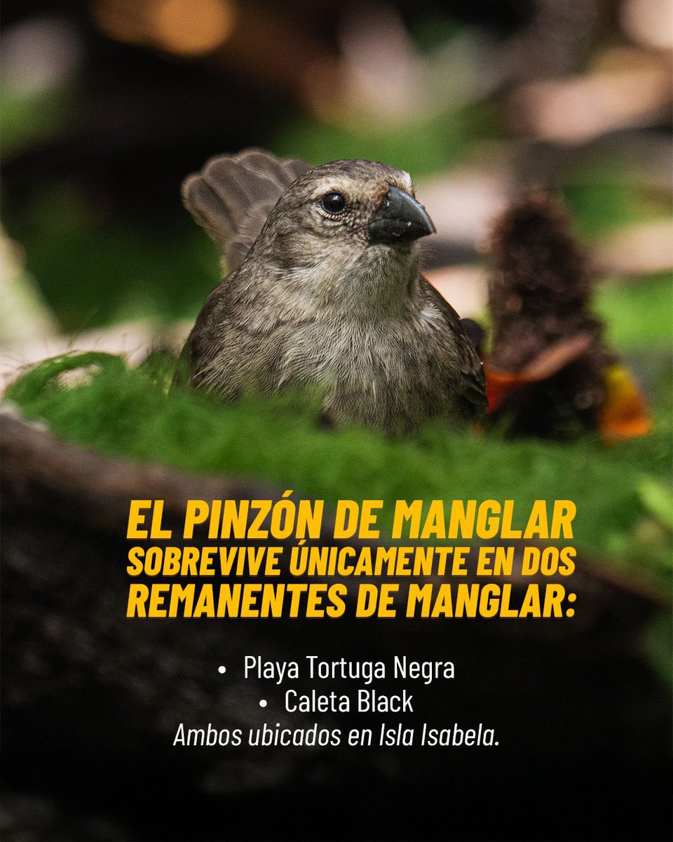 parquegalapagos's tweet photo. 🐦🌿 El Pinzón de Manglar nos da una nueva esperanza para la conservación en Galápagos.

Gracias al trabajo conjunto entre guardaparques de la Dirección del Parque Nacional Galápagos y científicos de la @DarwinFound, la temporada reproductiva 2026 registró el mayor número de volantones desde el inicio del monitoreo en 2011.

1/2
