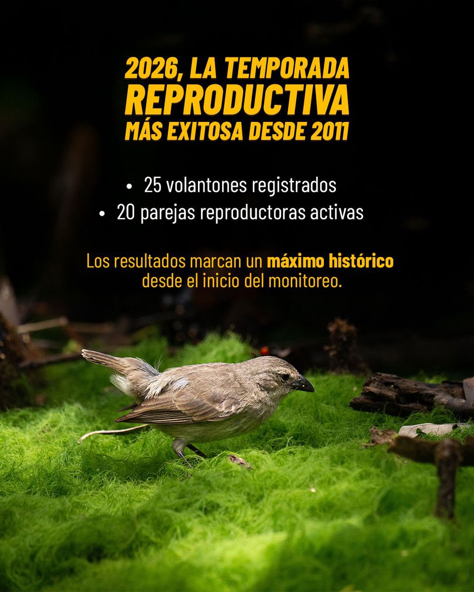 parquegalapagos's tweet photo. 🐦🌿 El Pinzón de Manglar nos da una nueva esperanza para la conservación en Galápagos.

Gracias al trabajo conjunto entre guardaparques de la Dirección del Parque Nacional Galápagos y científicos de la @DarwinFound, la temporada reproductiva 2026 registró el mayor número de volantones desde el inicio del monitoreo en 2011.

1/2