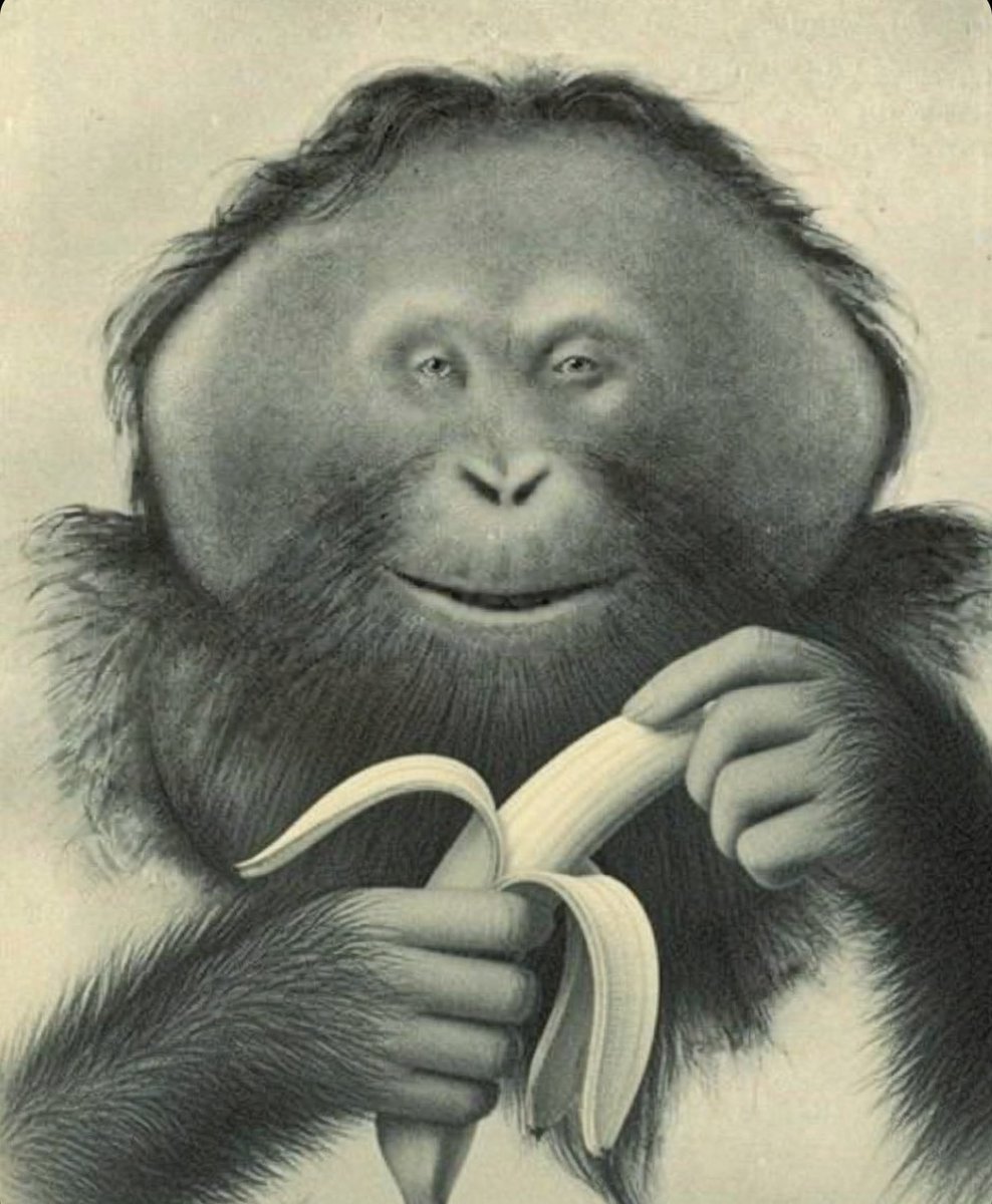 DijkstraCrypto's tweet photo. @twicrates 'Peel them, Bananas' https://t.co/dzT1glxh1d