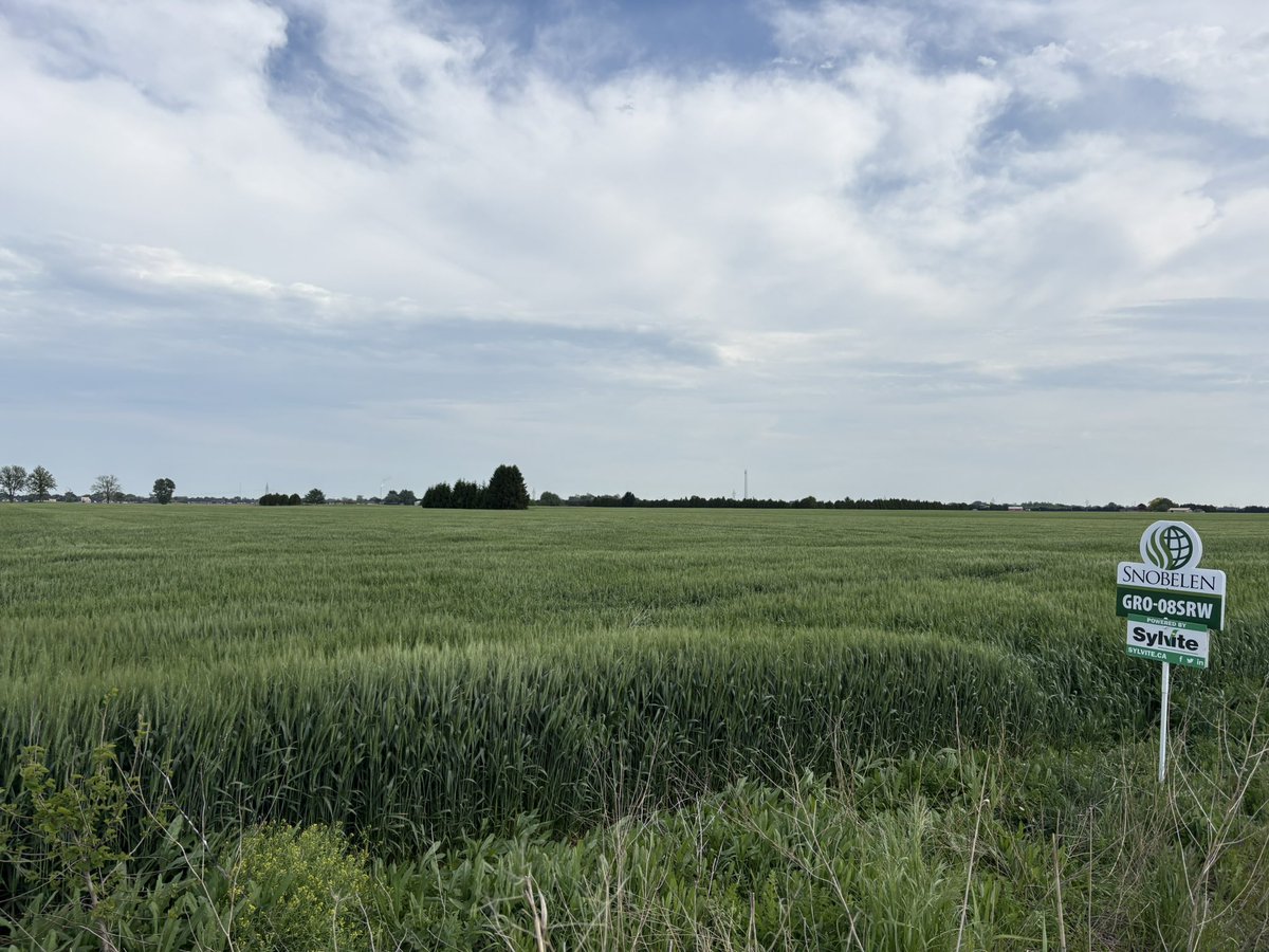 RyanSnobelen's tweet photo. Great looking field of GRO-08SRW between Chatham and Pain Court! Heads out and ready for fungicide. @SnobelenGrain https://t.co/fLClC7rhsD