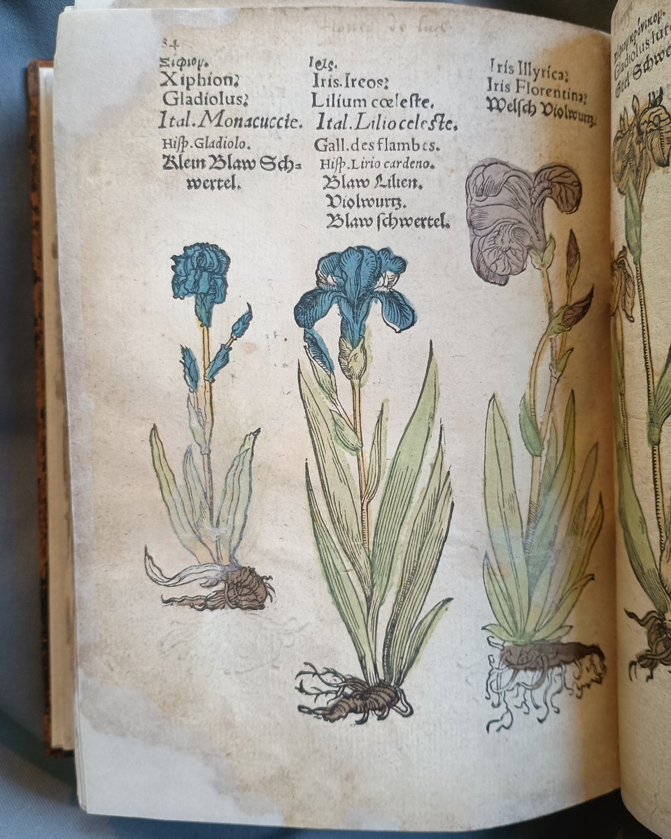 MarshsLibrary's tweet photo. It's very lovely to see all the irises in bloom around Dublin 8 at the moment. These lovely hand-coloured ones are from a mid-16th century herbal. https://t.co/UFeUW9J5So