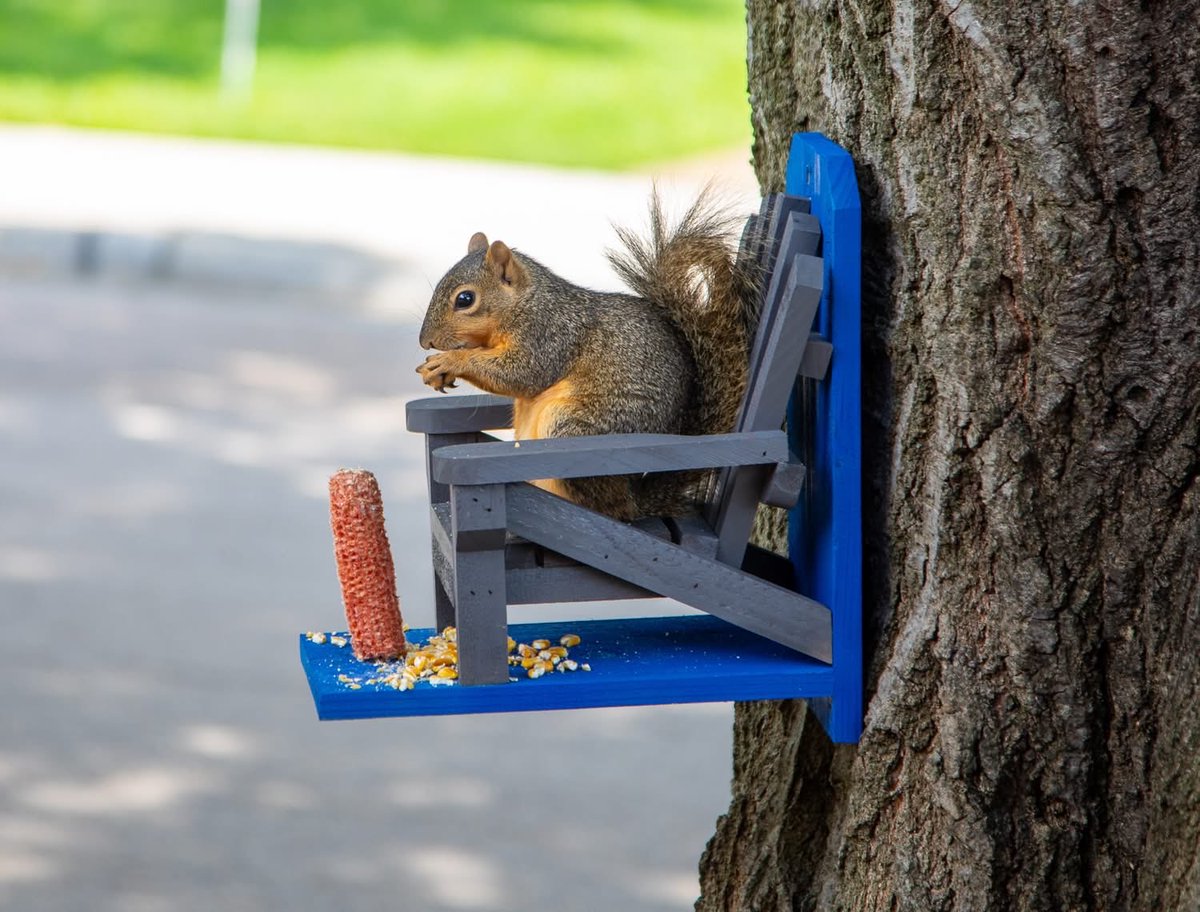 Chocks's tweet photo. @jjmmli Front yard squirrel and his chair. https://t.co/CSXRvICFHO