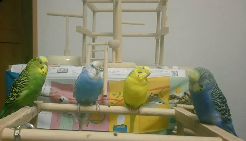 インコサン(3ө3) tweet media