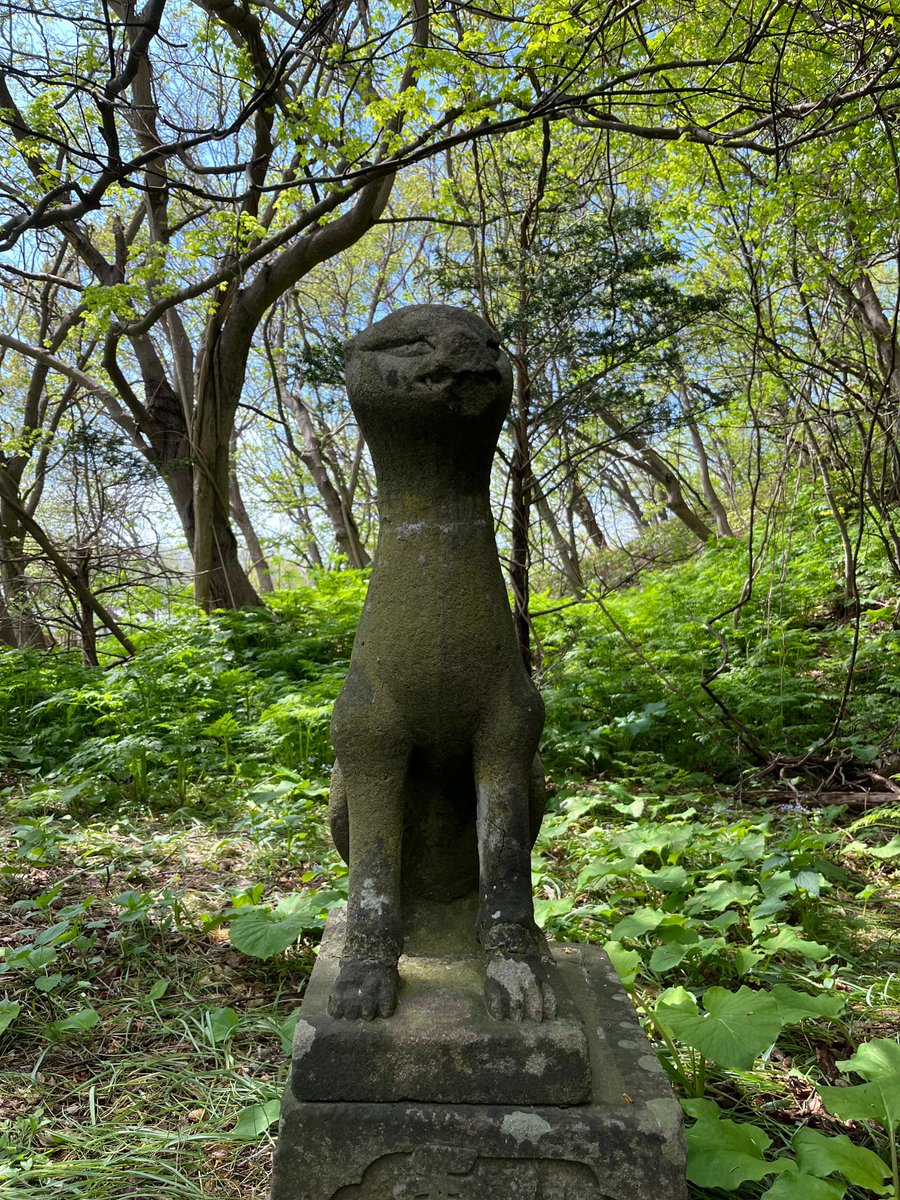 wolfmuzzle1's tweet photo. 追記
お狐様は山陰の松江周辺のお生まれではなかろうか。宍道湖周辺で採掘される来待石という凝灰質砂岩は出雲や伯耆国では切削が容易で肌のきめが細かく美しいため石造物に加工された。石質や彫りが松江城下のお狐様そのものだ。当時日本海海岸の物流を担った千石船によってきっと運ばれたのだろう https://t.co/MTFiL5YbQc