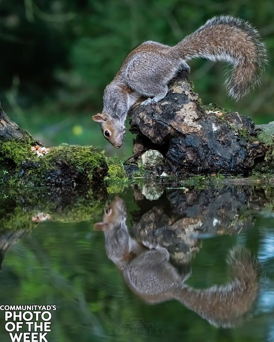 CommunityAd's tweet photo. 🏆📸 CommunityAd Photo of the Week Winner!
Congratulations to sarahpeak_photography for capturing a playful grey squirrel at Kent Reflection Pool Hide 🐿️✨
A beautifully timed wildlife moment that stole the vote this week!
#PhotoOfTheWeek #Kent #Photography #CommunityAd https://t.co/YOn8tJ9h9h