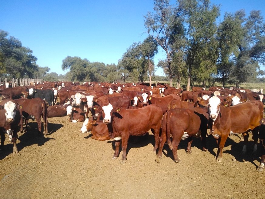 INTAInforma's tweet photo. El diagnóstico temprano de preñez mejora la eficiencia en la cría🐮

Especialistas del INTA Santiago del Estero desarrolló una herramienta para el manejo reproductivo bovino que permite realizar un diagnóstico híper-precoz del estado gestacional.

👉🏼https://t.co/7mxfEprFic https://t.co/pxRfiCSHw0