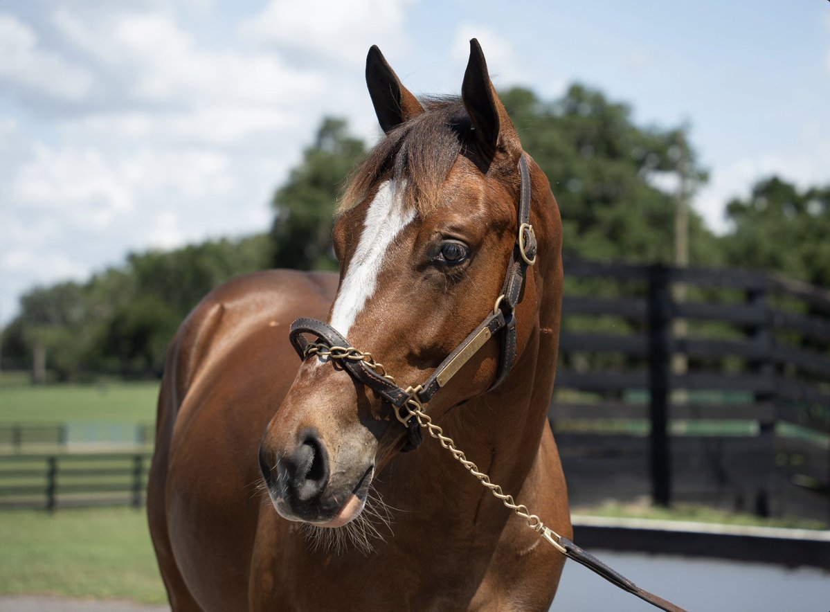 ThoroPartners's tweet photo. Fresh photos of our colt by @WinStarFarm's Nashville X Haute Style, and the page keeps getting stronger 🔥

His 1/2 sister, Warming, recently captured the G3 Gallorette S. adding another major update to an already exciting family.

#Nashville #Thoroughbred #HorseRacing https://t.co/StxjF6SWbS