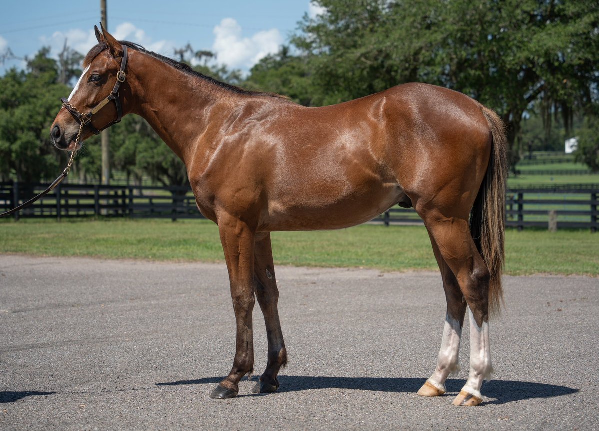 ThoroPartners's tweet photo. Fresh photos of our colt by @WinStarFarm's Nashville X Haute Style, and the page keeps getting stronger 🔥

His 1/2 sister, Warming, recently captured the G3 Gallorette S. adding another major update to an already exciting family.

#Nashville #Thoroughbred #HorseRacing https://t.co/StxjF6SWbS