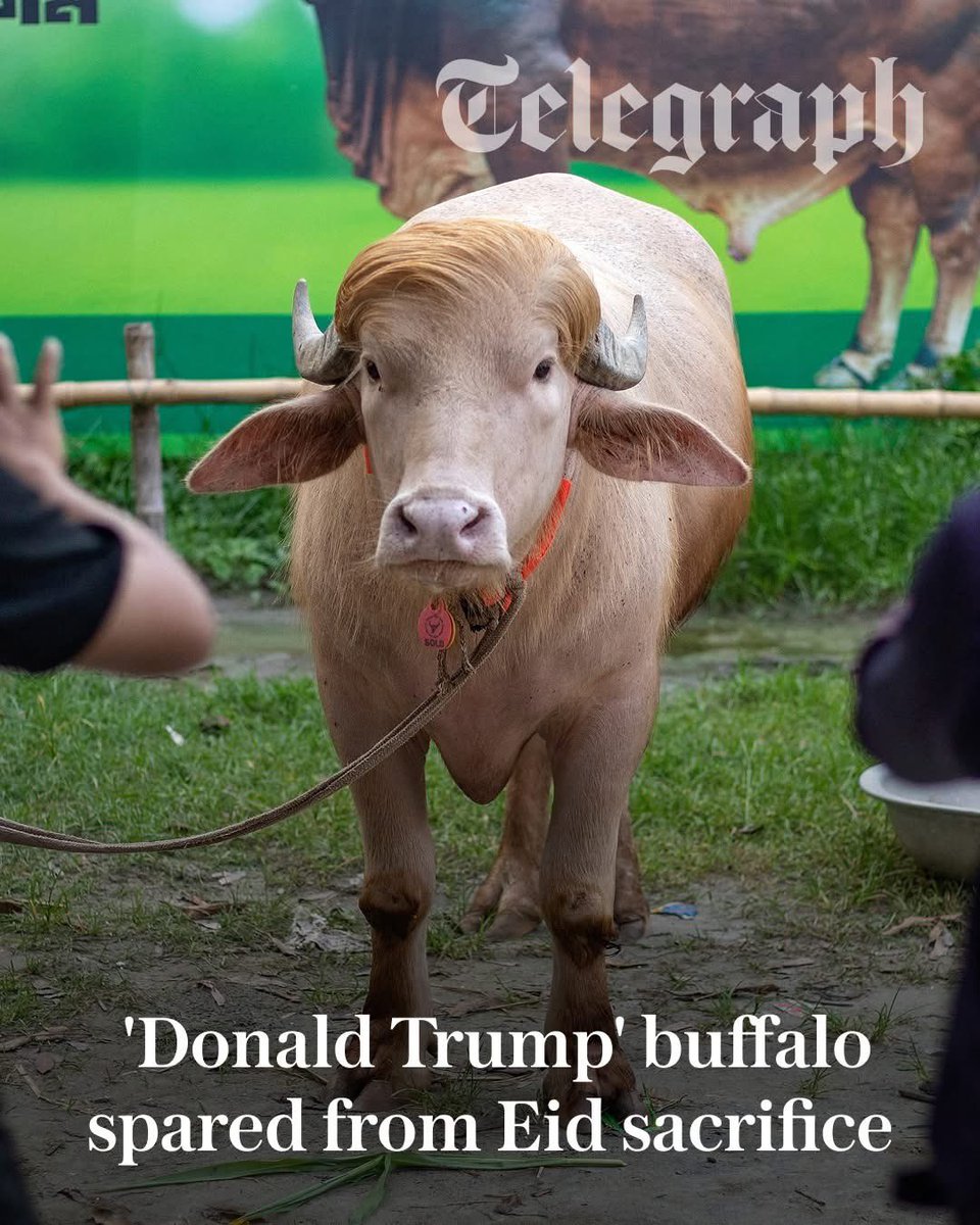 TRUMP BUFFALO tweet media