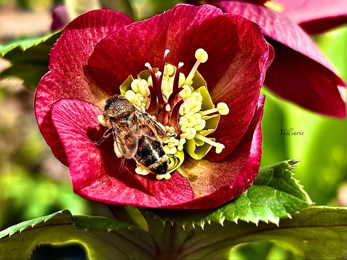 VijayEllaurie's tweet photo. #InsectThursday #insects #nature #bees "Busy building a life that tastes like honey and feels like peace." https://t.co/80dSnF9PK7
