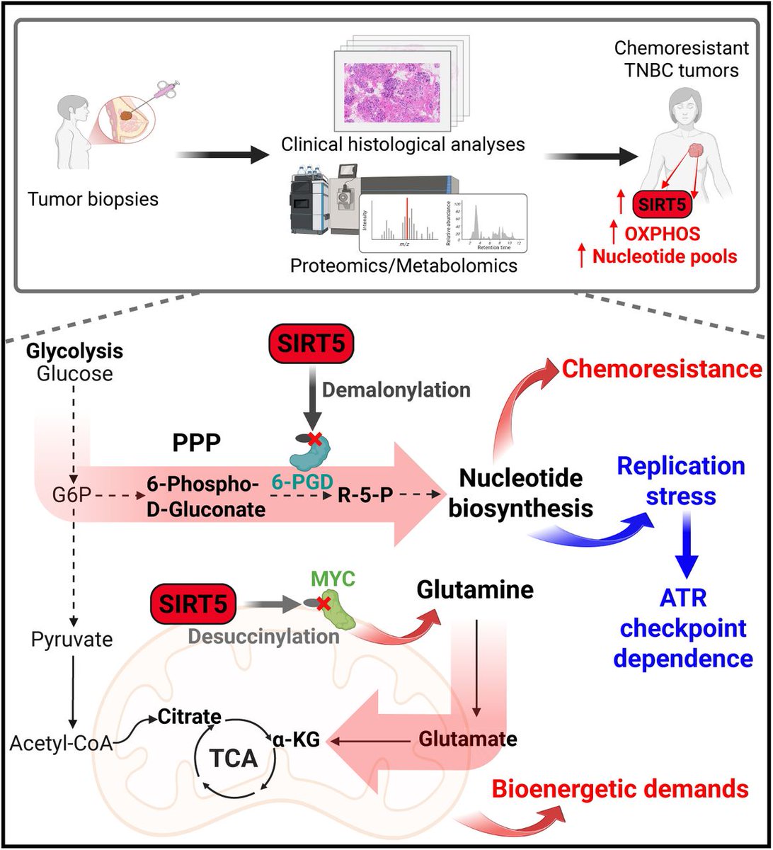 ZuenRen's tweet photo. (2/2) The deregulated nucleotide pools drive chemoresistance, while producing ATR checkpoint dependence that represents a metabolic vulnerability of chemoresistant TNBC. https://t.co/kY3iNuX5Vn https://t.co/jN0jHmiON5