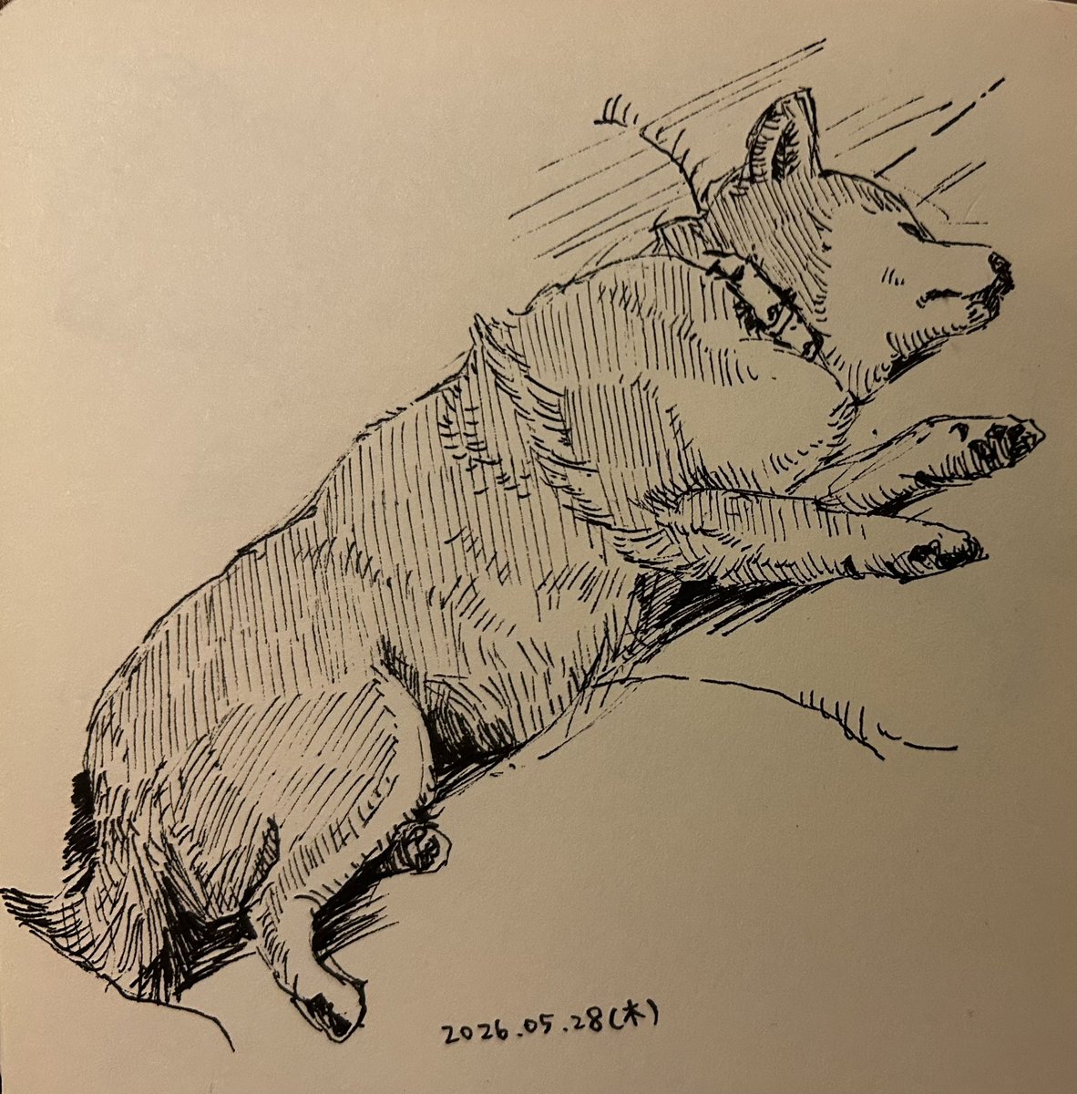 Wacchi｜わっち (@Wacchi_Art) / Posts / X