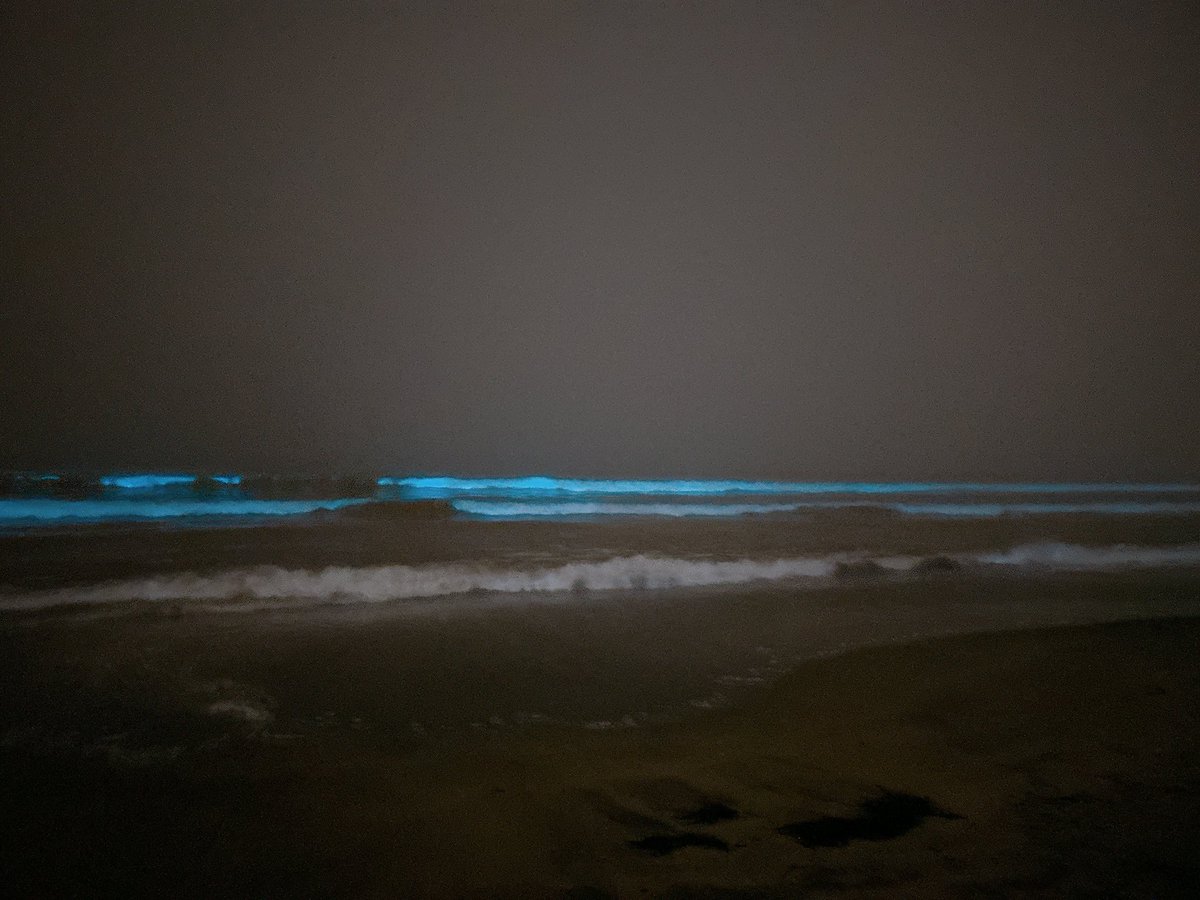 Inusuki135's tweet photo. 由比ヶ浜夜光虫見てきた！ここオススメ、右側だとあまり光ってないよ！ https://t.co/cTIMLfmjyk