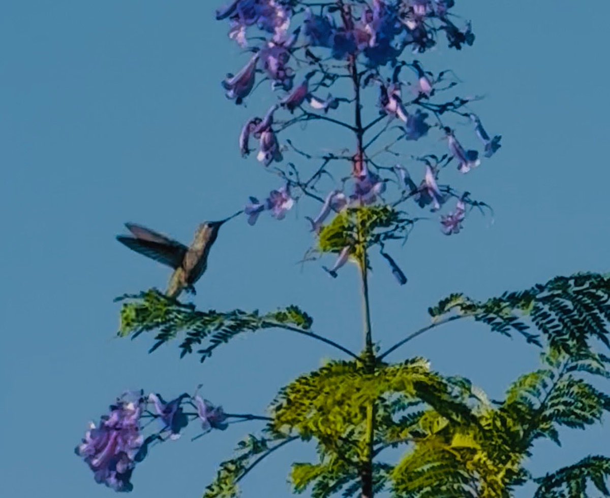 intuitivedecor's tweet photo. Sun in Gemini ♊️ 
Moon in Scorpio ♏️(now)

#Hummingbird
#Jacaranda https://t.co/S8OD5DDWk1