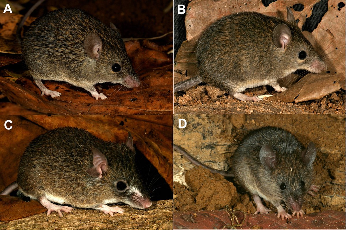 ZooKeys_Journal's tweet photo. 🐀 A new endemic species of spiny mouse, Mus dumbara, has been discovered and described in Sri Lanka's Dumbara Mountain Range based on its distinct genetics and physical traits.
🧬 Read more: https://t.co/wtTSJjNLme
#spinymouse #newmouse https://t.co/q4gbbcNH6g
