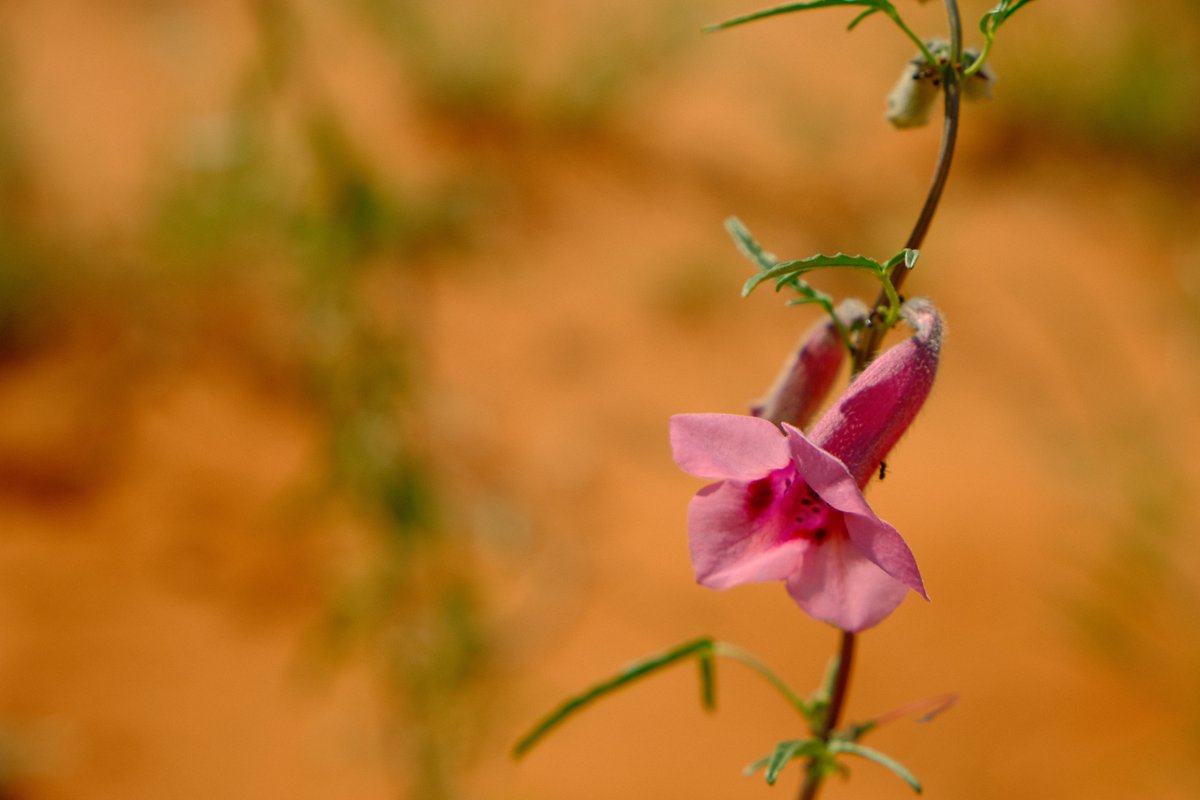 CBG_UofG's tweet photo. Kgalagadi NP is shaped by red dunes, dry riverbeds, and drought-adapted vegetation built for extreme arid conditions. These systems support iconic wildlife such as the black-maned Kalahari lions. Studying the insects here is a perfect addition to the CBG SANParks Malaise Project. https://t.co/Mhq6lHmvcj