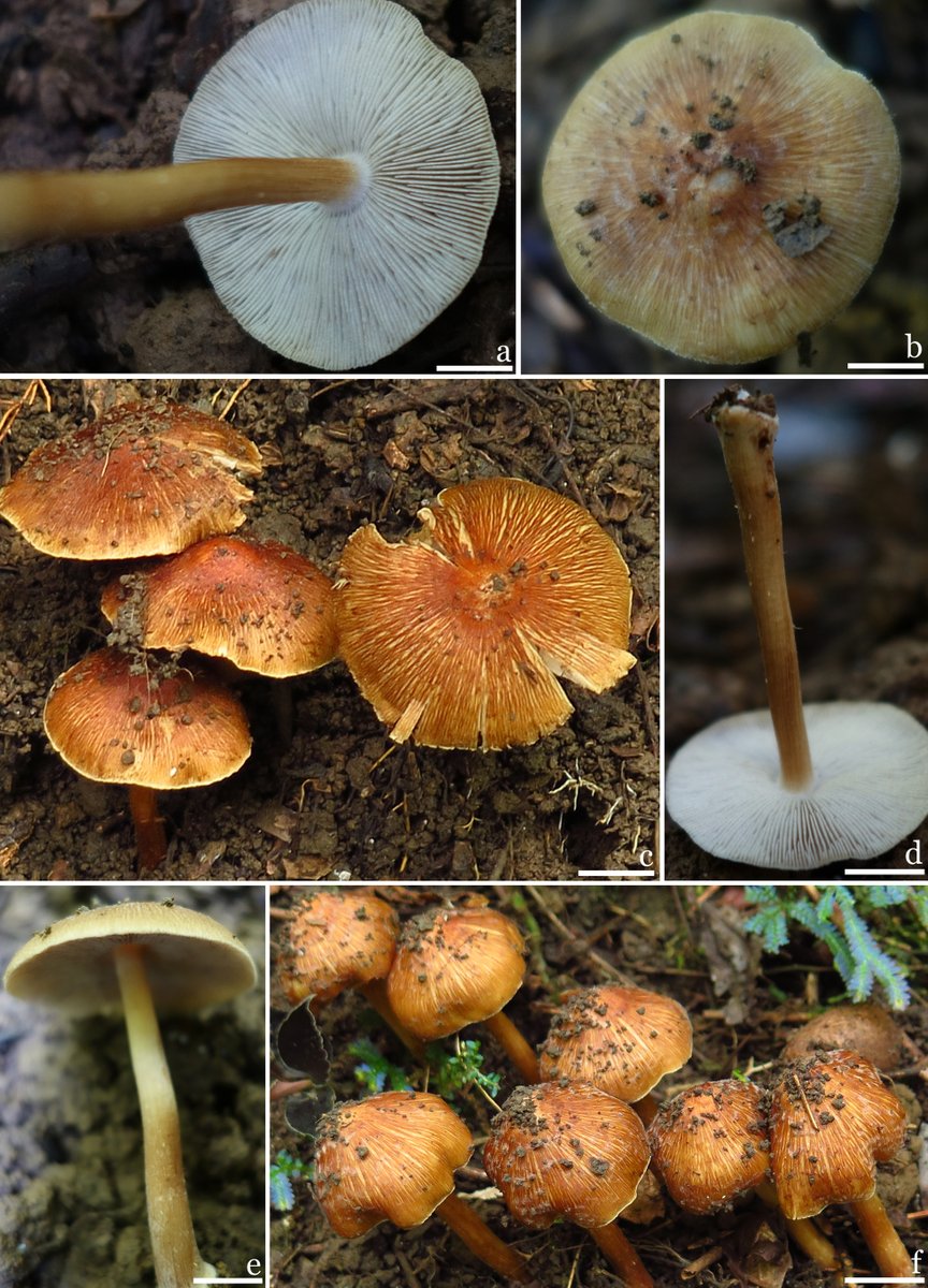 MycoKeys's tweet photo. 🍄 Two new fungal species, Inosperma nonggangense and Inosperma rufobrunneum, have been described from Guangxi, China, based on detailed physical assessments and multi-locus genetic analysis.

➡️ Find out more: https://t.co/iewX5CV2Ed https://t.co/qEi19ZE79k
