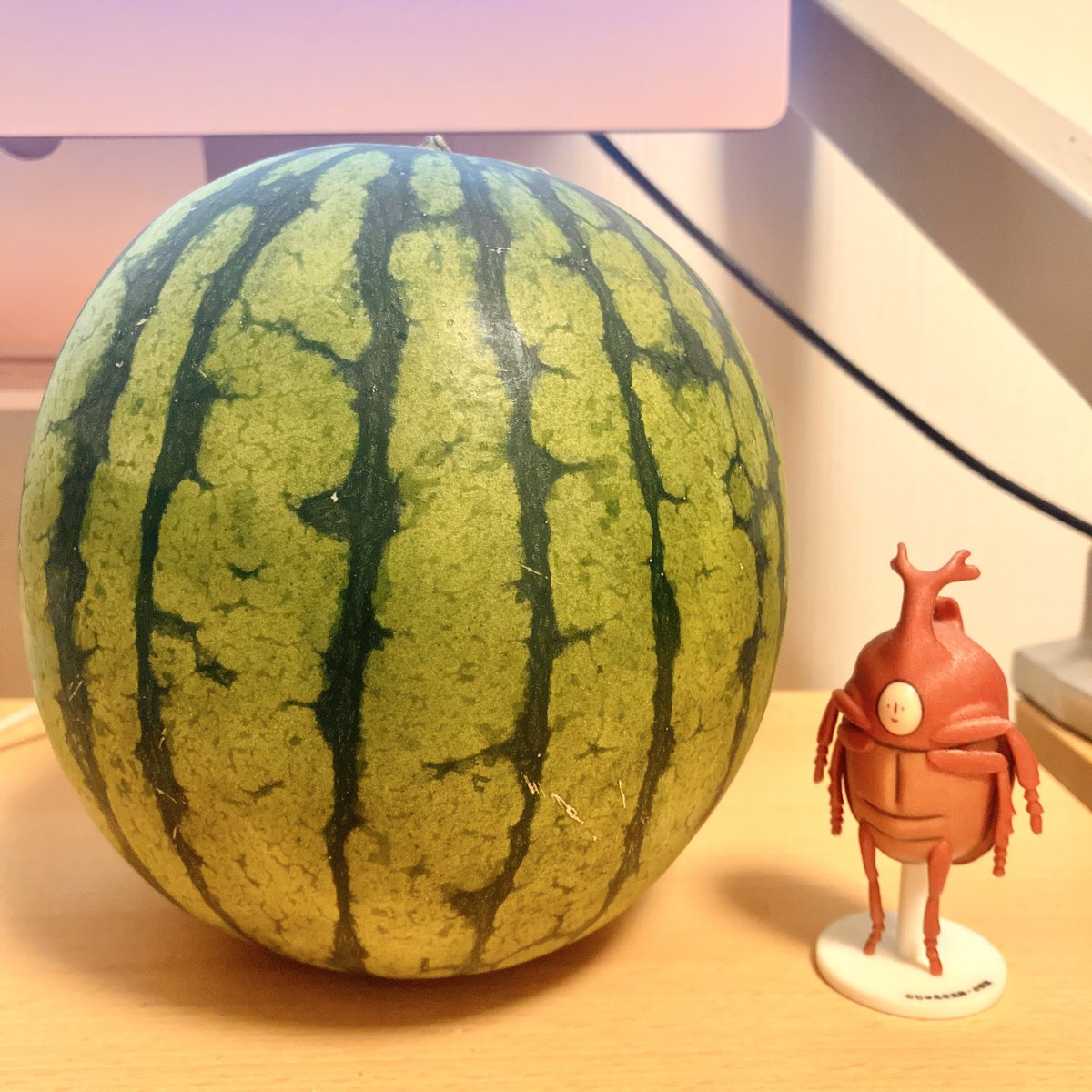 スイカ 初スイカ食べました2026🍉