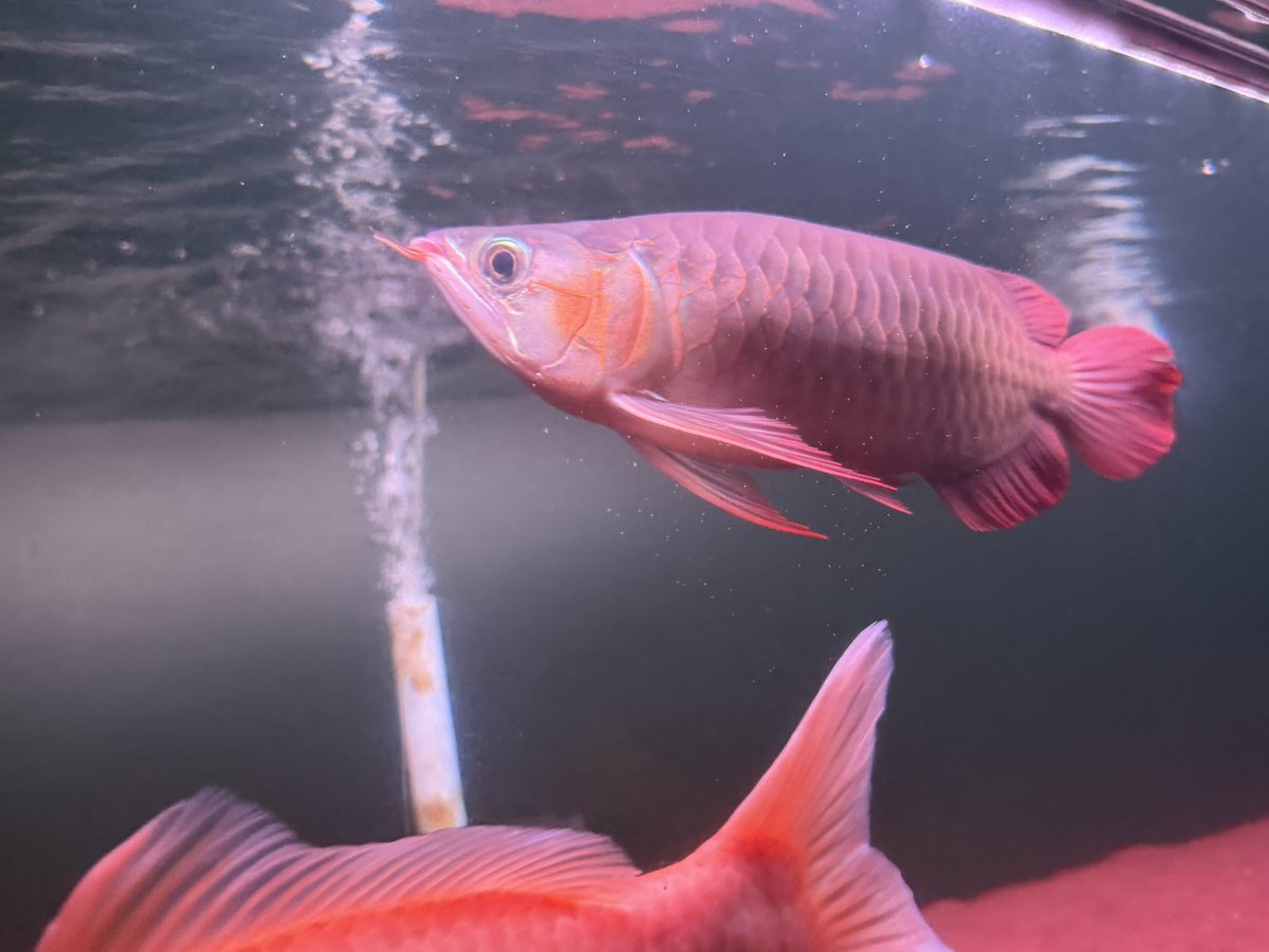 ryudatonio's tweet photo. センタラムレッド飼育8日目

急遽出張が入って投稿できなかった…
帰ってきてしっかり餌あげてしっかり水替え！

ヒレがボロボロになってきてる…やめて https://t.co/BqtXrRdesp