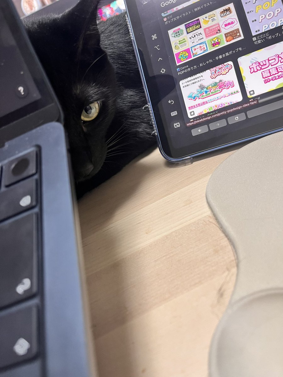 Riko_webmate486's tweet photo. 今日も後ろからチラリしてくる🤣🤣 https://t.co/eU7YjNBZQp