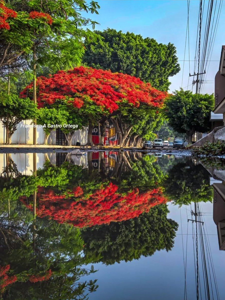 SilviaArguello_'s tweet photo. Aunque el cielo hoy esté gris, no olvides que también hay días lluviosos que llegan a limpiar, calmar y darle vida a todo otra vez. Que tengas un bonito jueves 🌸🌧️✨

📷 Francisco Castro https://t.co/kBMP07BP44