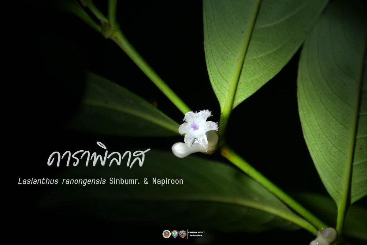 กรมอุทยานแห่งชาติ สัตว์ป่า และพันธุ์พืช tweet media