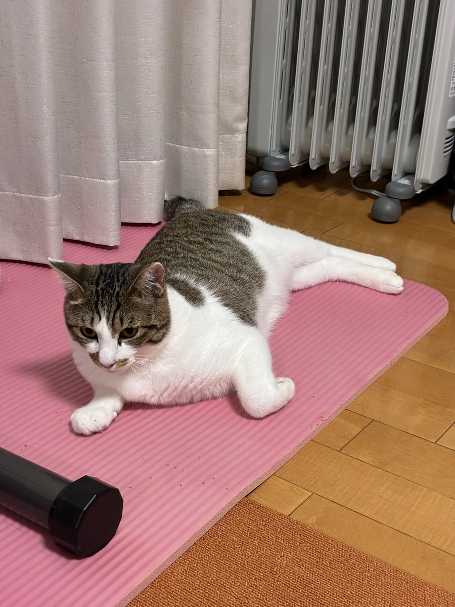 おもちくん tweet media